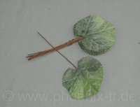 Geranien-Blätterpack, 80-tlg, D=8 cm, grün