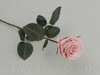 Rose 'Madame', gefüllt, L= 37 cm, altrosa