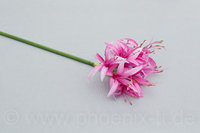 Nerine, L= 67 cm, rosa