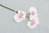 Phalaenopsis x 3, L= 55 cm, creme/rosa