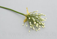 Allium, L= 70 cm, weiß