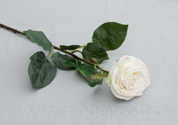 Rose 'Langstiel', L= 65 cm, creme
