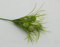 Allium x 5, m/Gras, L= 39 cm, grün-grün