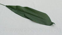 Aspidistrablatt, L= 98 cm, grün