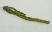 Sedumhänger, L= 58 cm, grün