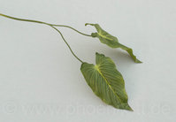 Anthurienblatt x 2, L= 53 cm, grün