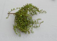 Mühlenbeckiabusch, L= 40 cm, grün