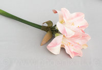 Amaryllis 'Luxus L= 68 cm, rosa-creme