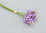 Hyazinthe x 3, L= 31 cm, violett