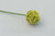 Allium, D7/L= 60 cm, grün-creme