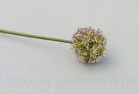 Allium, D7/L= 60 cm, violett-grün