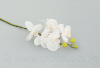 Phalaenopsis, L= 59 cm, creme/weiß