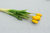 Tulpenbund, 'Latex' x 7, knospig, L= 44 cm, gelb