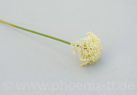 Allium, D7/L= 38 cm, creme