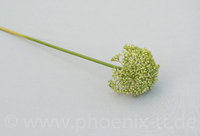 Allium, D7/L= 38 cm, grün