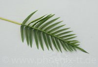 Palmblatt, L= 58 cm, d.grün