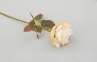 Rose 'September', L= 57 cm, natur