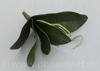Orchideenblatt x 5, L= 35 cm, grün