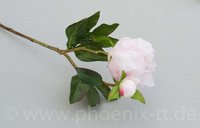 Päonie, L= 45 cm, weiß/rosa