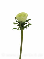 Anemone, L= 36 cm, grün