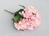 Hortensienbusch x 5, L= 45 cm, rosa