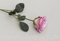 Rose 'Madame', gefüllt, L= 37 cm, lavendel