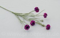 Kornblume x 5,  L= 65 cm, violett